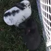 Walter.Witty.Farm - @walter.witty.farm - TikTok