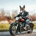 Wolfman Welder - Facebook