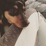 Walter Workman-Duke - @walterthewonderpooch - Instagram