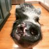 Walter - @sirwalterpigglesworth - TikTok