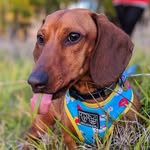 Walter - @sirwalterwurst - Instagram