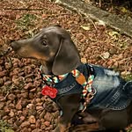 Walter Wurst The Dachshund - @walter_wurst_the_dachshund - Instagram