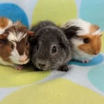 Kevin, Jasper and Walter. Guinea pig trio in York 🏴󠁧󠁢󠁥󠁮󠁧󠁿 - @threelittlepigg_x - Instagram