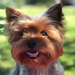 Walter 🐕 - @walter_yorkshireterrier - Instagram
