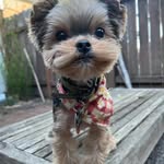@walter_the_teacup_yorkie - Instagram