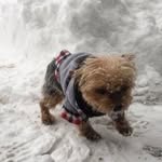 Walter The Yorkie - @yorkie_walter - Instagram