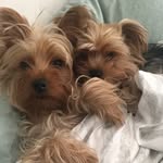 Walter the yorkie - @walter.yorkie - Instagram