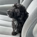 Walter - @walter_the_yorkipoo - Instagram