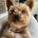 walter🐶🐾🦴 - @walter_yorkie_doggo - Instagram