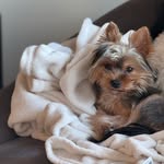 Walter - @waltertheeyorkie - Instagram