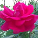Walter Zecchini - Facebook