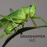 Walton Brown - @grasshopperlawncareservice - Instagram