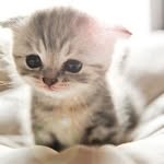 葉子薰 - @wanchouku - Instagram