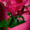 Wan Chow - @user833859512504 - TikTok