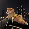 惠州海景房-阿豪 - @wan_jiang_ - TikTok
