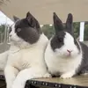 Wanlou - @wanlower - TikTok