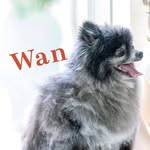 Wan（ワン） - @wan_magazine - Instagram