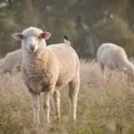 Wanda P. Abrams - @wanda_abrams_sheep - Instagram