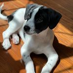 Wanda Alberta - @wanda_alberta_maxiwuf - Instagram