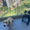 Nala y niña - @wandaandrade_97 - TikTok
