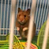 Wanda Angel 🐹 - @wandathehammy - TikTok