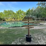 Wanda Berry - @paws_moyock_18acredogpark - Instagram