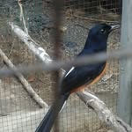 Wandabird - @wandabirdwandabird - Instagram