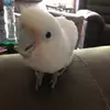 Wanda.the.bird - @wanda.the.bird - TikTok