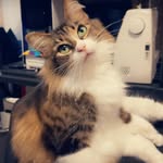 Wanda Bland - @the_bland_creatures - Instagram