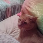 Candace Emery - @wandabollinger1931 - Instagram