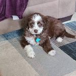 @charly&willow_thedoodles - @wandakboyce58 - Instagram