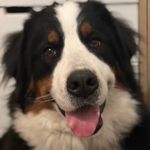 Wanda 🐶 - @wanda_boyero_de_berna - Instagram