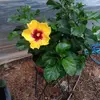 Wanda Buffington - @wanda.buffington - TikTok