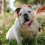 🌸🅦🅐🅝🅓🅐🌸 - @wanda.bulldog - Instagram