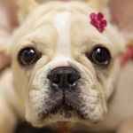 Wanda Bull - @frenchie.wanda - Instagram