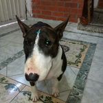 Wanda_bull - @wanda_law_ - Instagram