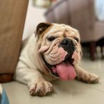 Wanda Bulldog - @wandabulldogin - Instagram