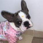 Wanda bulldog francés - @wandabulldog_ - Instagram