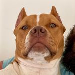 Wanda the Bull - @wandathebull - Instagram