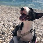 🐽Wanda The Bullterror 🐽 - @wanda_bullterrier - Instagram