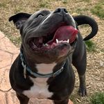 Wanda - @wanda.bully - Instagram