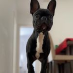 Wanda - @wanda_bulldogcwb - Instagram
