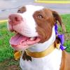 Wanda🐶 - @wanda_pitbull - TikTok