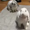 Bunny & Wanda - @bunnywanda1 - TikTok