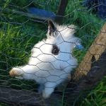 Wanda 🤍 - @_wanda.bunny_ - Instagram
