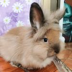 Wanda - @wanda.bunny.27 - Instagram