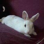 Wanda🐰 - @wanda.bunny - Instagram