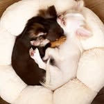 Wanda⚫️Casper⚪️Chihuahua - @wanda.casper.chihuahua - Instagram