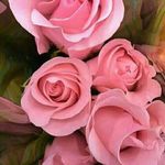 Wanda Cecilio Fernandes - @wandacecilo_ - Instagram