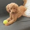 Wandachestnut5 - @wanda.chestnut - TikTok